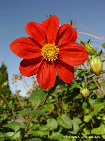 Dahlia coccinea