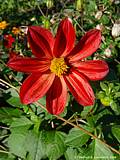 Dahlia coccinea