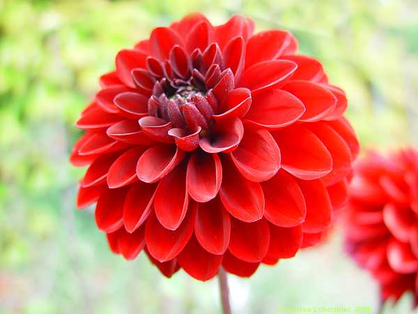 Dahlia hybr.