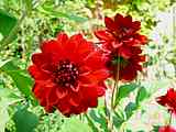 Dahlia hybr.