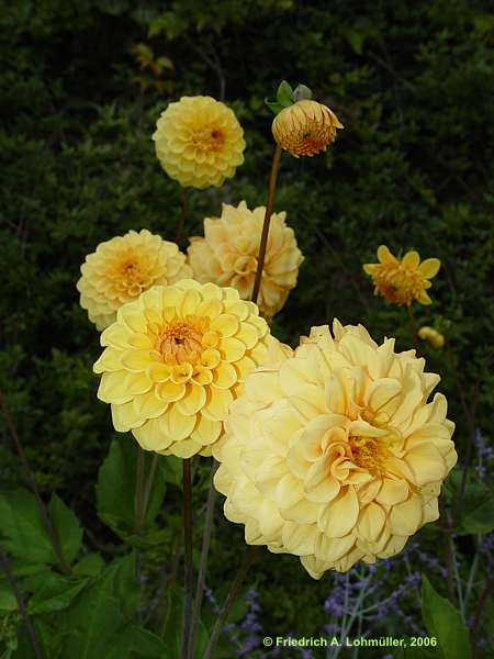 Dahlia hybr.