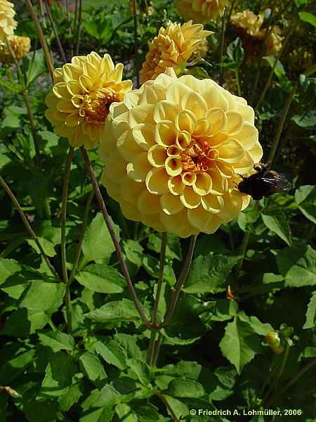 Dahlia hybr.