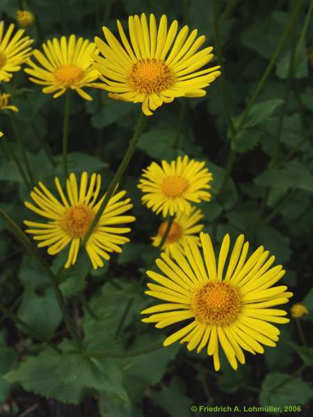 Doronicum orientale