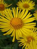 Doronicum orientale