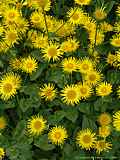 Doronicum orientale