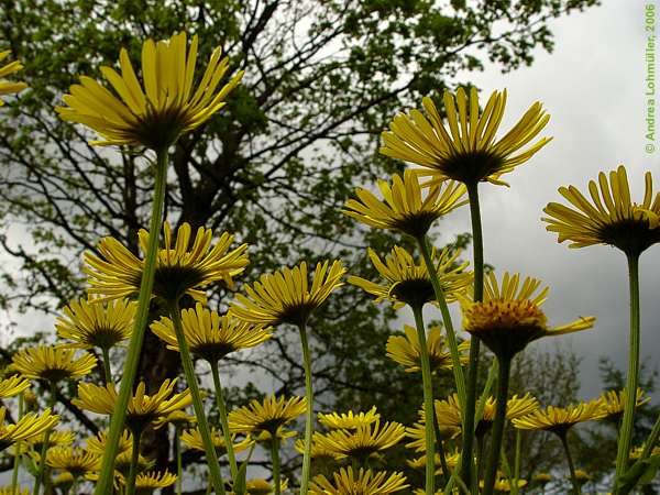 Doronicum orientale