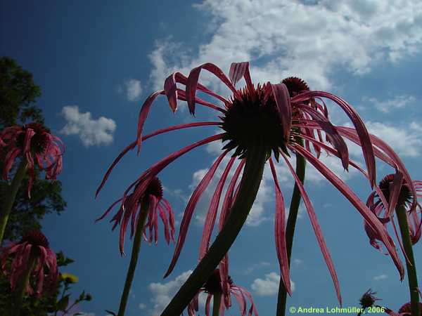 Echinacea pallida