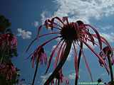 Echinacea pallida