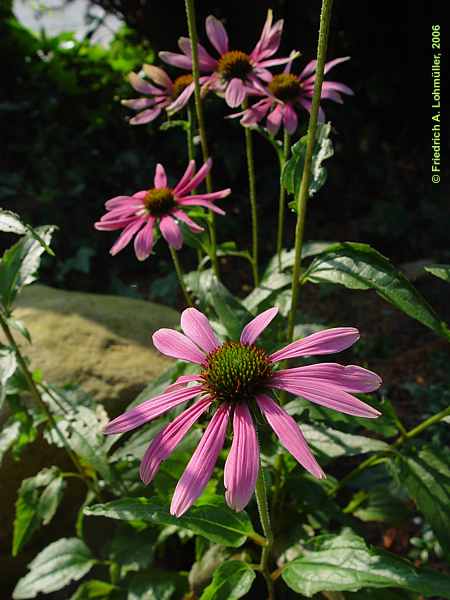 Echinacea pallida