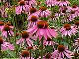 Echinacea purpurea