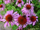 Echinacea purpurea