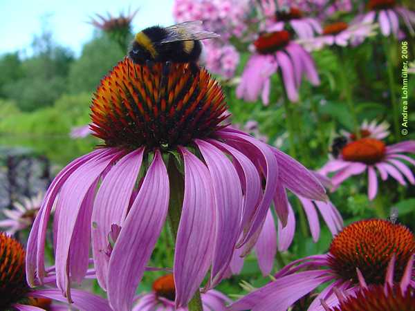 Echinacea purpurea