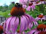 Echinacea purpurea