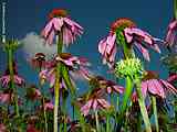 Echinacea purpurea