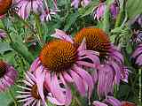 Echinacea purpurea