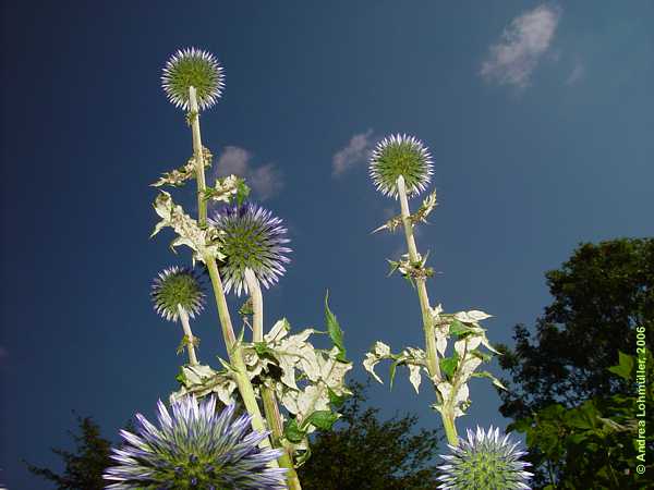 Echinops microcephalus