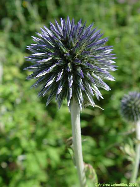 Echinops microcephalus