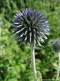 Echinops