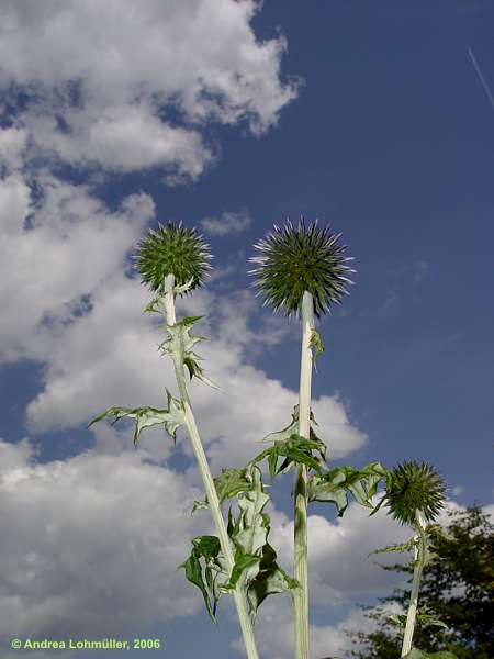 Echinops microcephalus