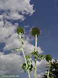 Echinops microcephalus