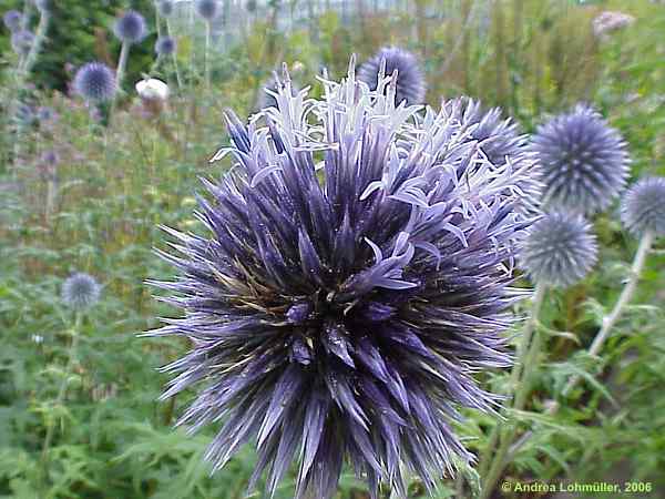 Echinops microcephalus