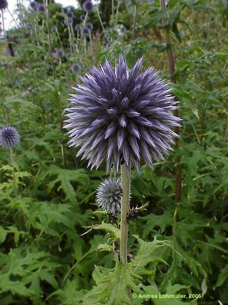 Echinops microcephalus