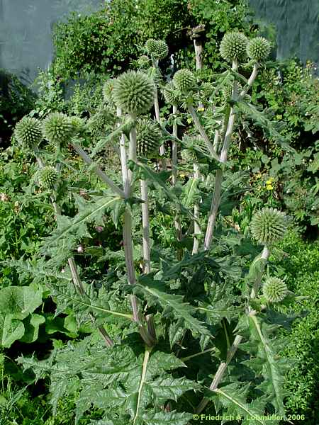 Echinops sphaerocephalus