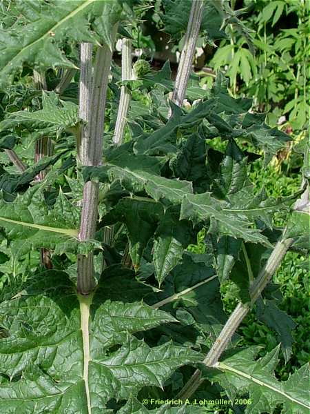 Echinops sphaerocephalus