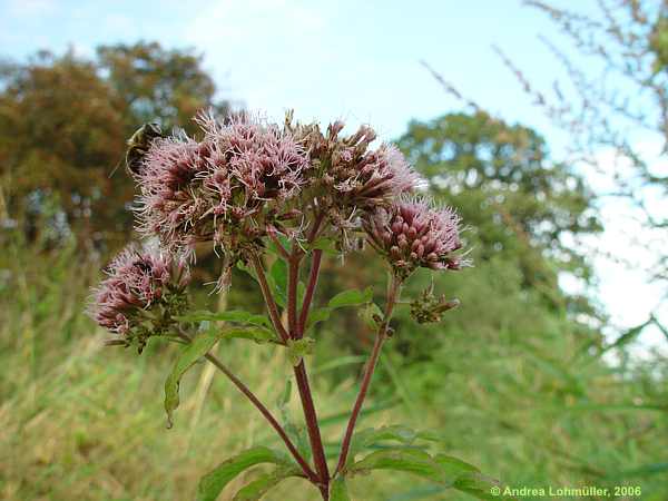 Eupatorium cannabinum