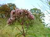 Eupatorium cannabinum