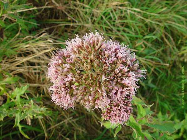 Eupatorium cannabinum