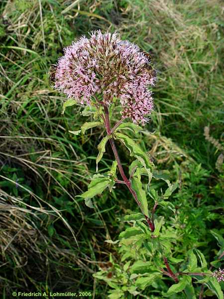 Eupatorium cannabinum