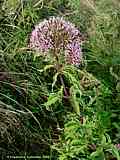 Eupatorium cannabinum