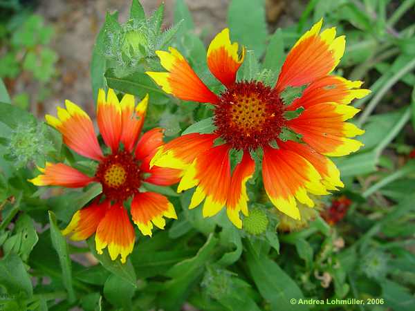 Gaillardia hybr. 'Kobold'