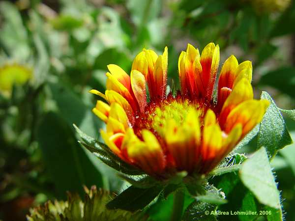 Gaillardia hybr. 'Kobold'