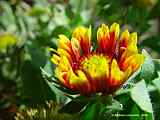 Gaillardia