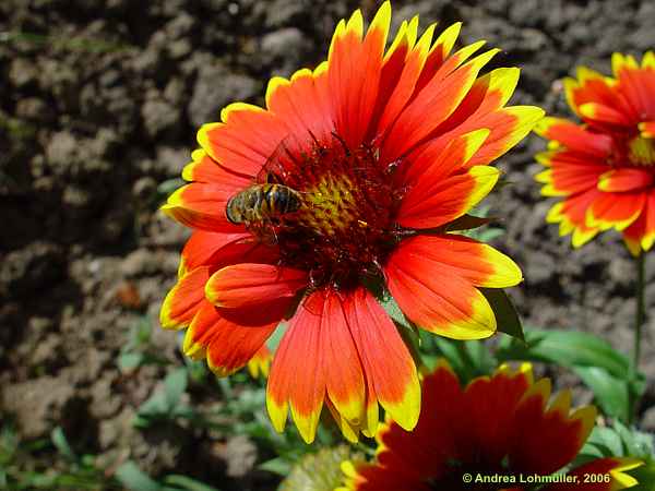 Gaillardia hybr. 'Kobold'