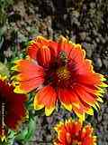 Gaillardia