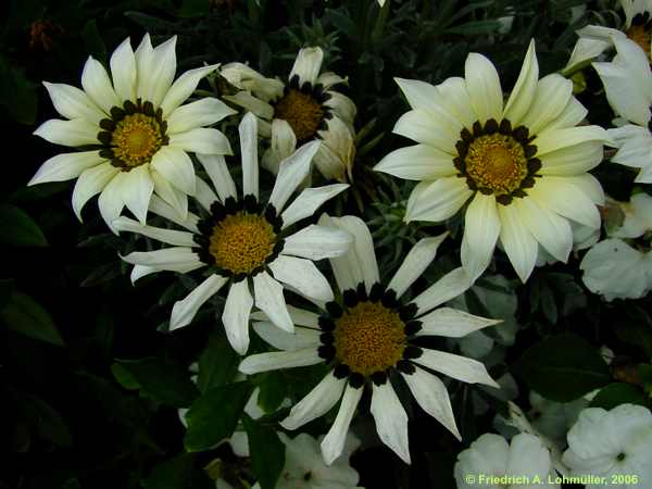 Gazania rigens