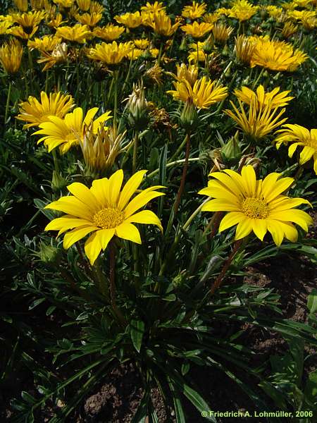 Gazania rigens