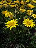 Gazania rigens