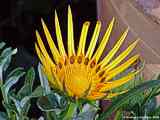 Gazania rigens