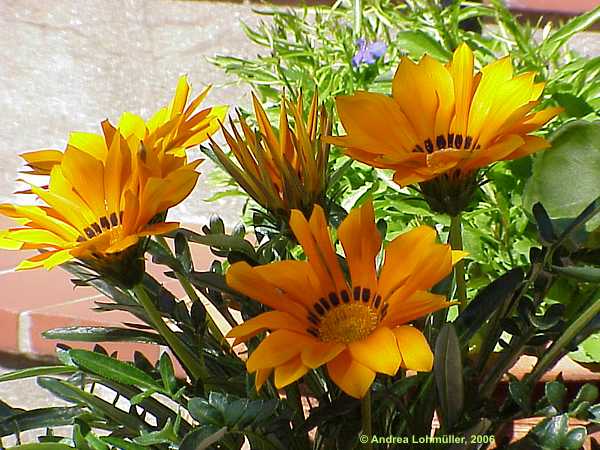 Gazania rigens