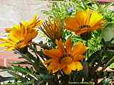 Gazania rigens