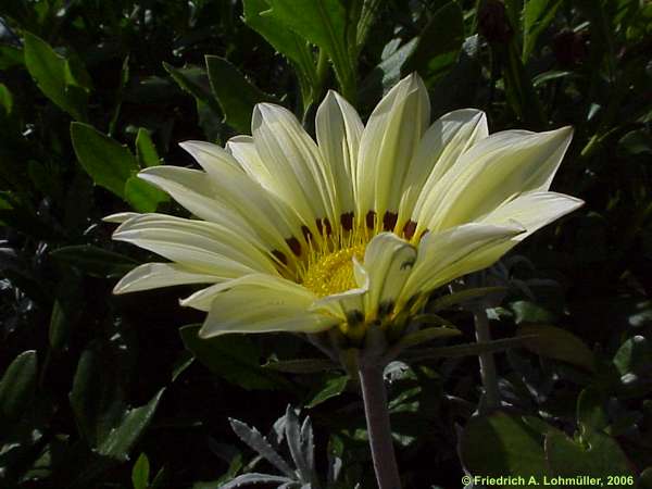 Gazania rigens