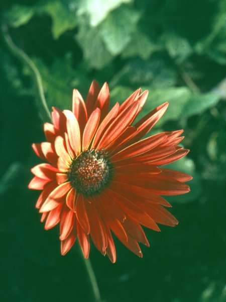 Gerbera