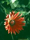 Gerbera