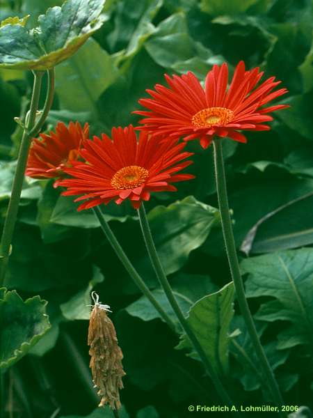 Gerbera