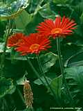 Gerbera