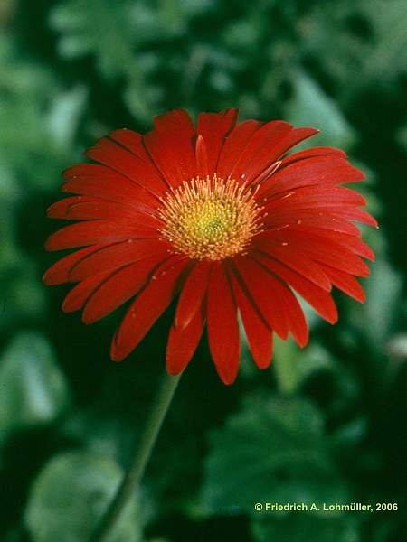 Gerbera